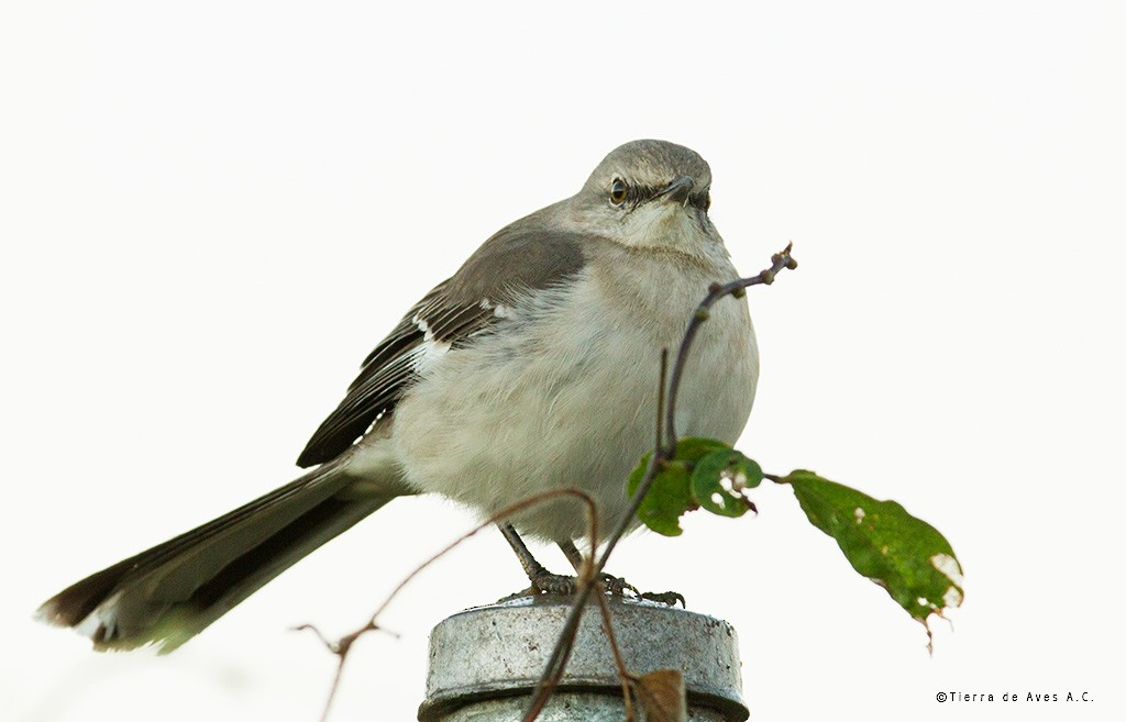 Northern Mockingbird - manuel grosselet