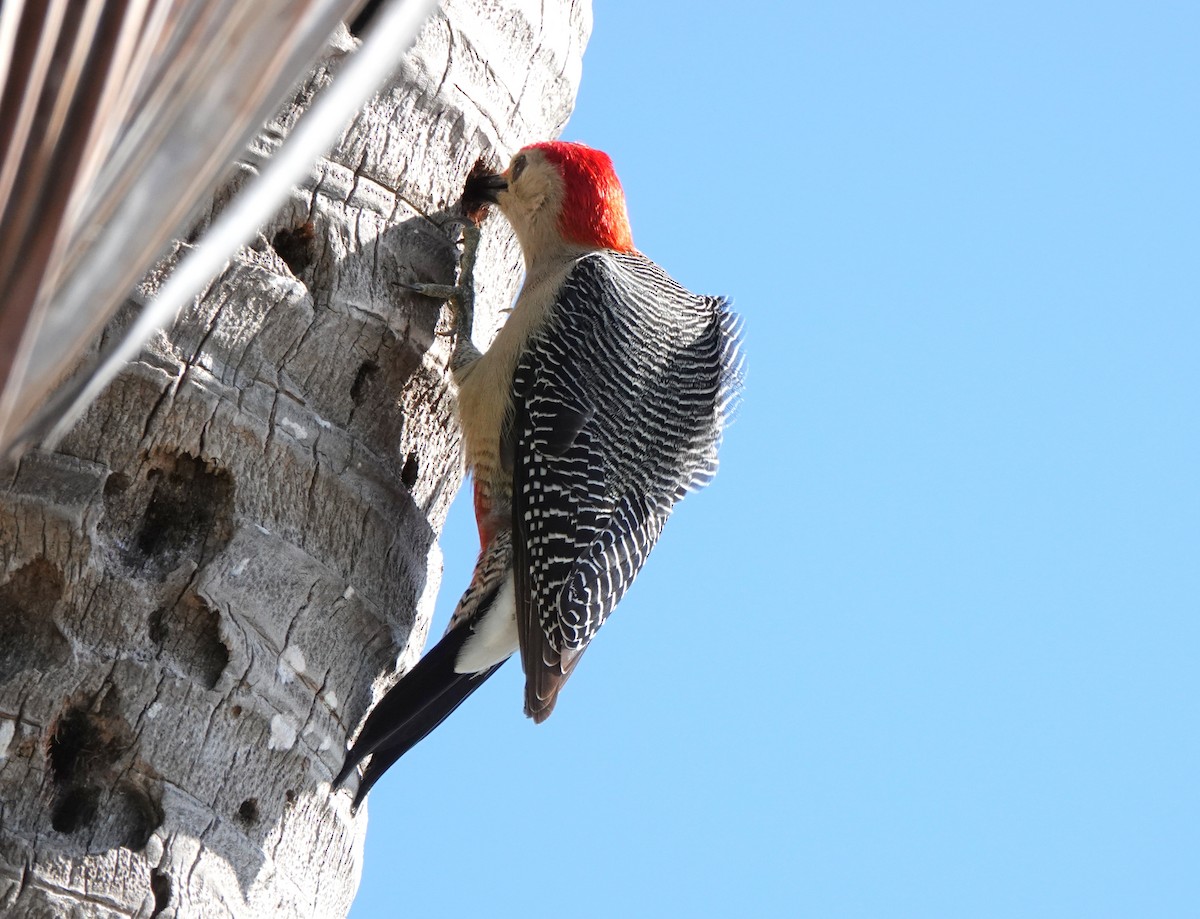 Yucatan Woodpecker - Kris Horton