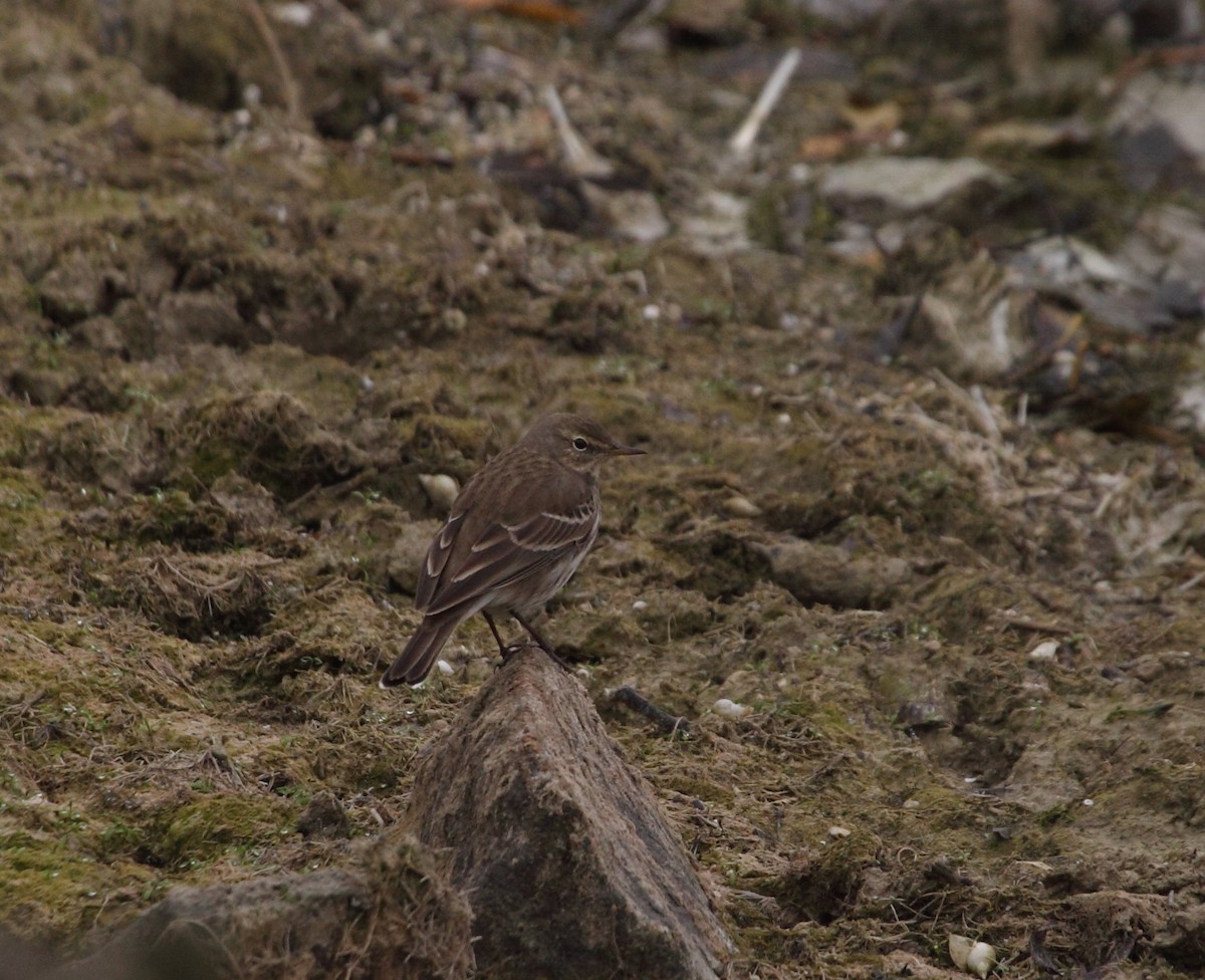 Water Pipit - Andrew Steele