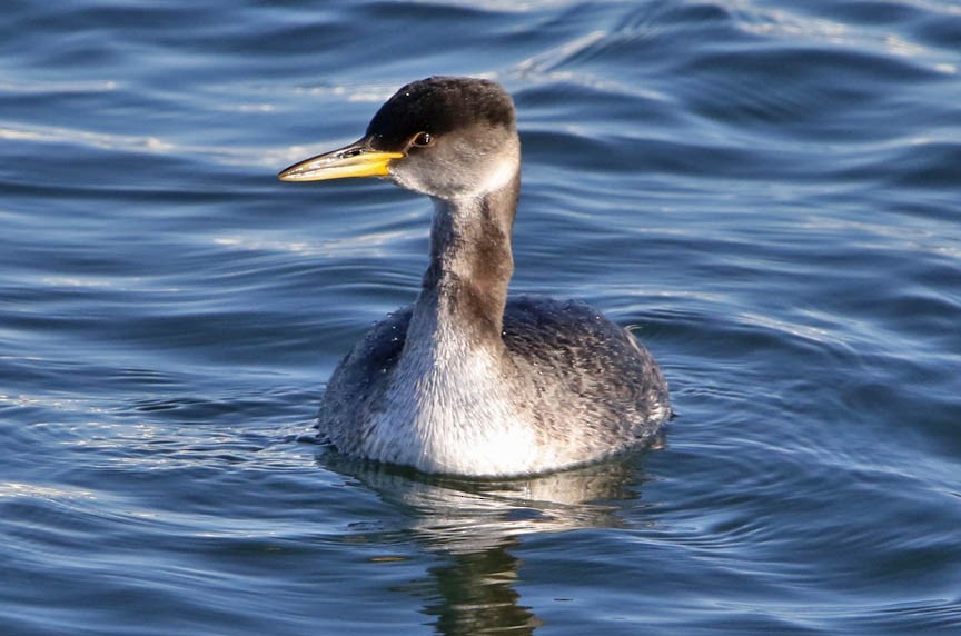 Red-necked Grebe - ML138756101