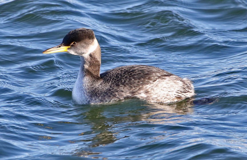 Red-necked Grebe - ML138756111