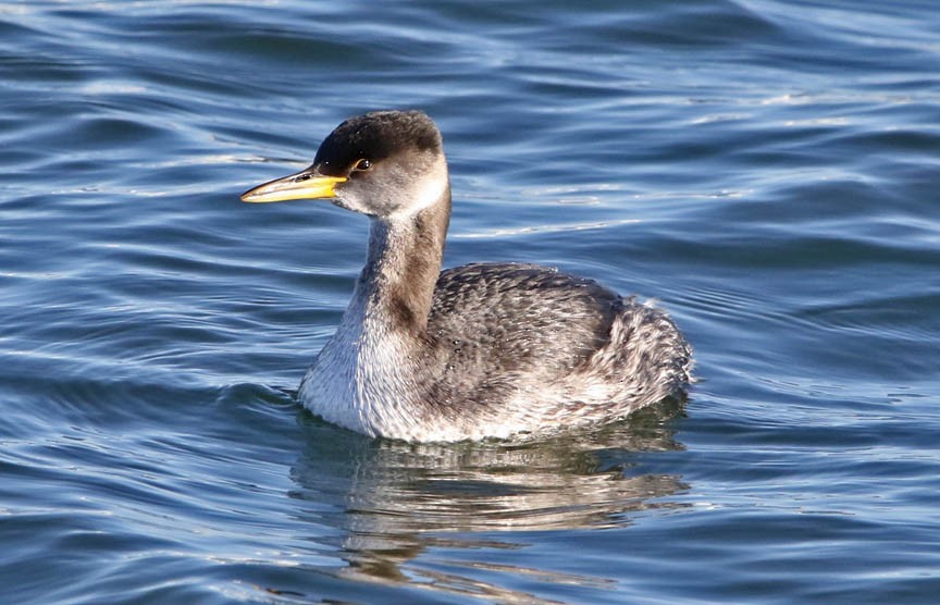 Red-necked Grebe - ML138756121