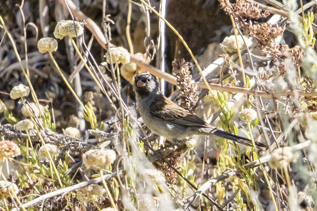 Black-chinned Sparrow - ML138756301