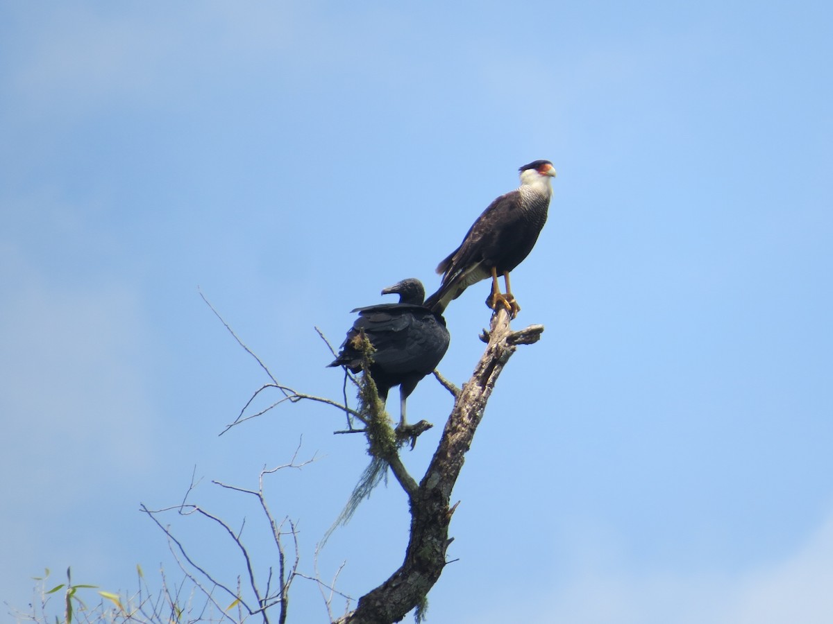 Crested Caracara (Southern) - ML138758441