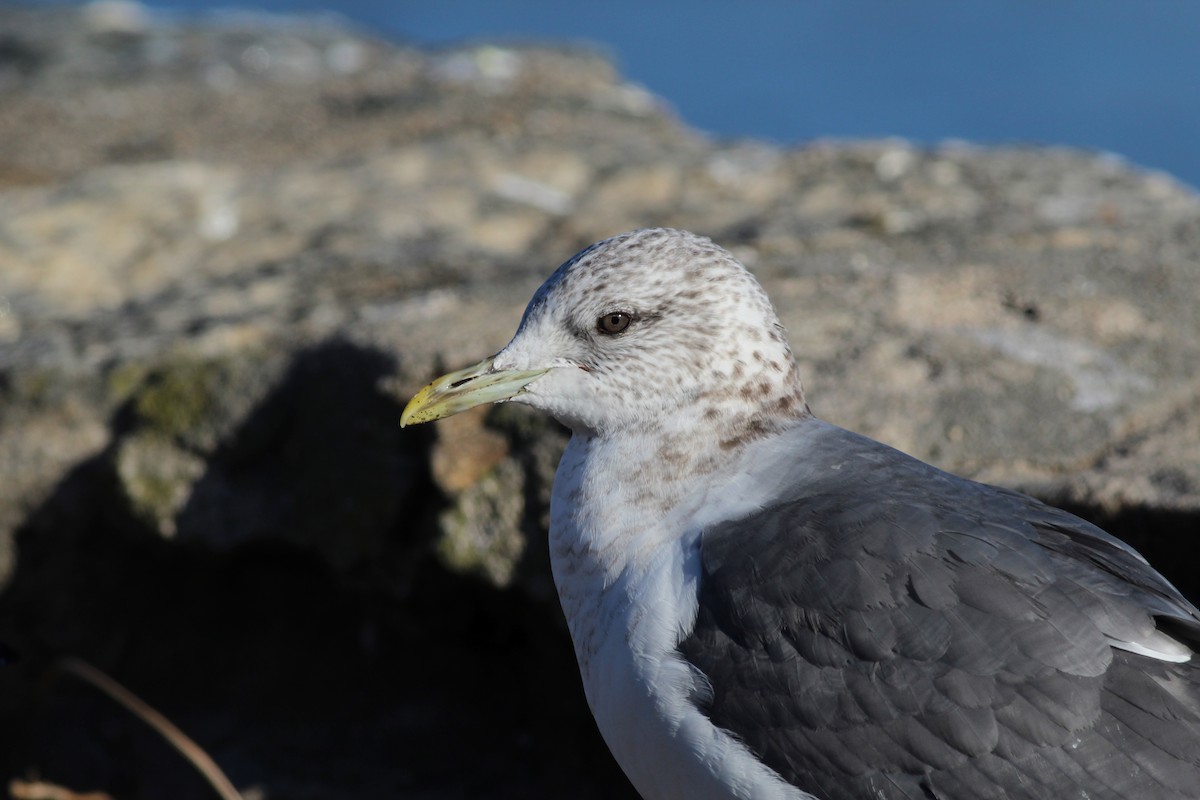 Common Gull (Kamchatka) - ML138760481