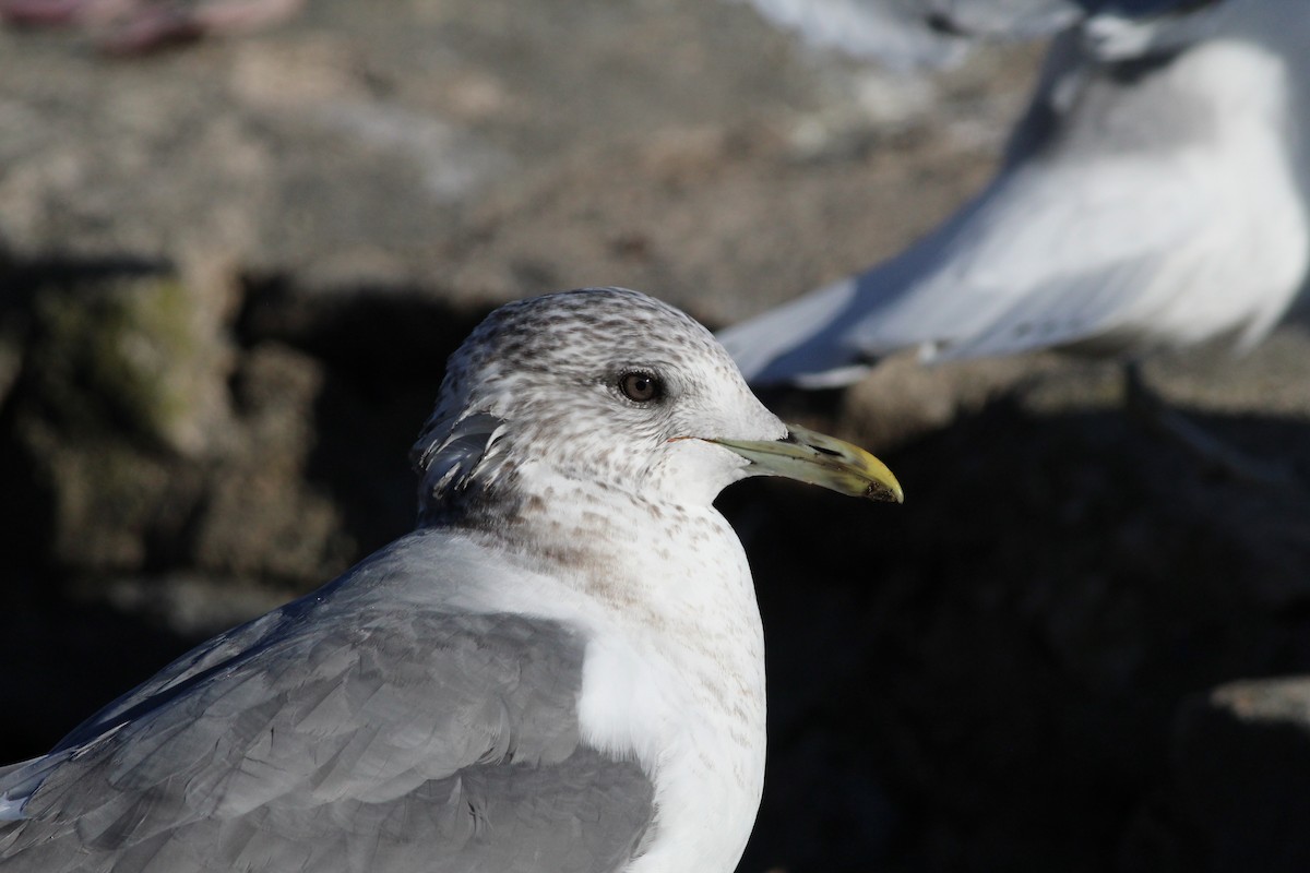 Common Gull (Kamchatka) - ML138760491