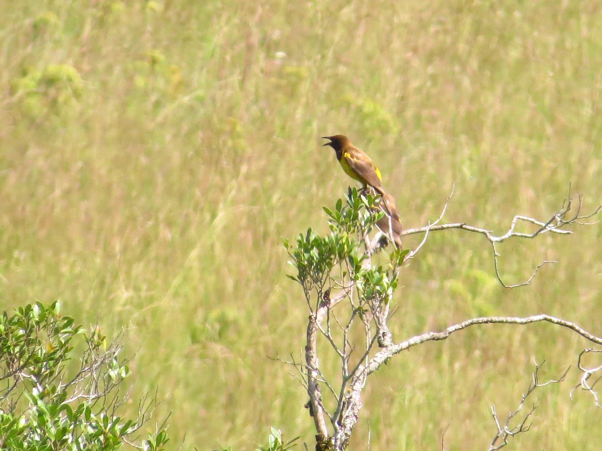 Yellow-rumped Marshbird - ML138760541