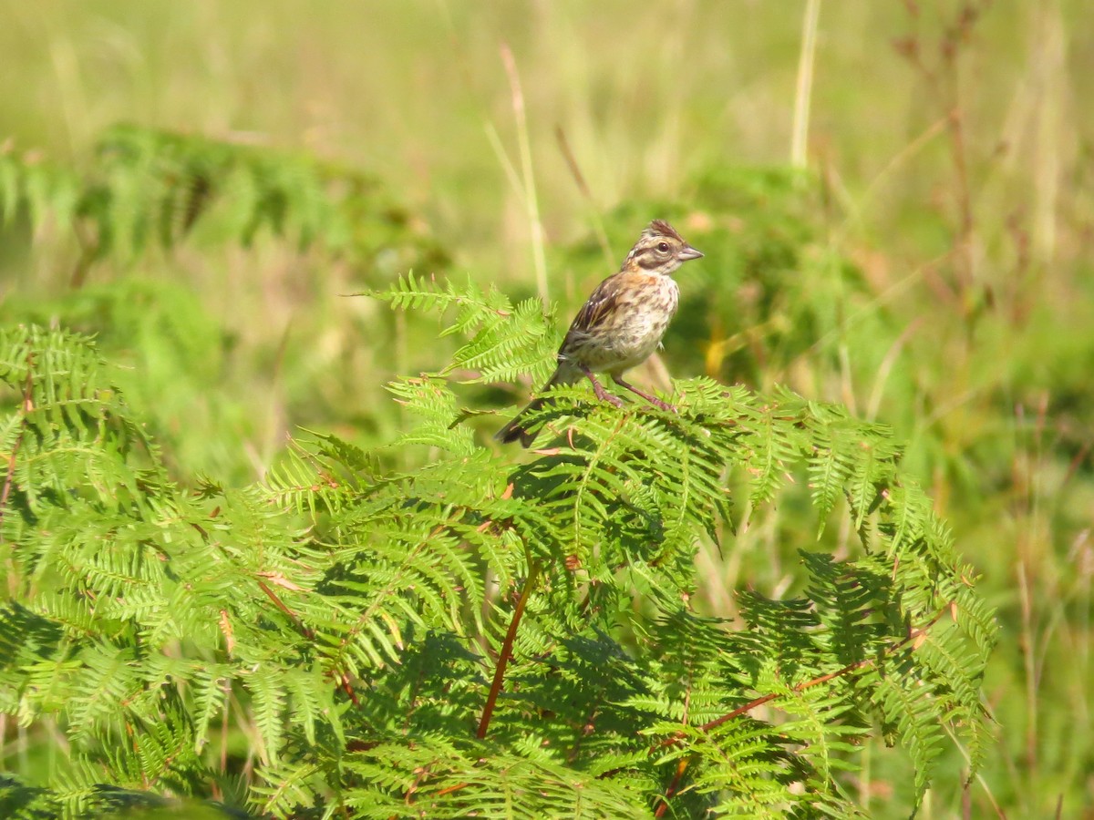 Rufous-collared Sparrow - ML138760861