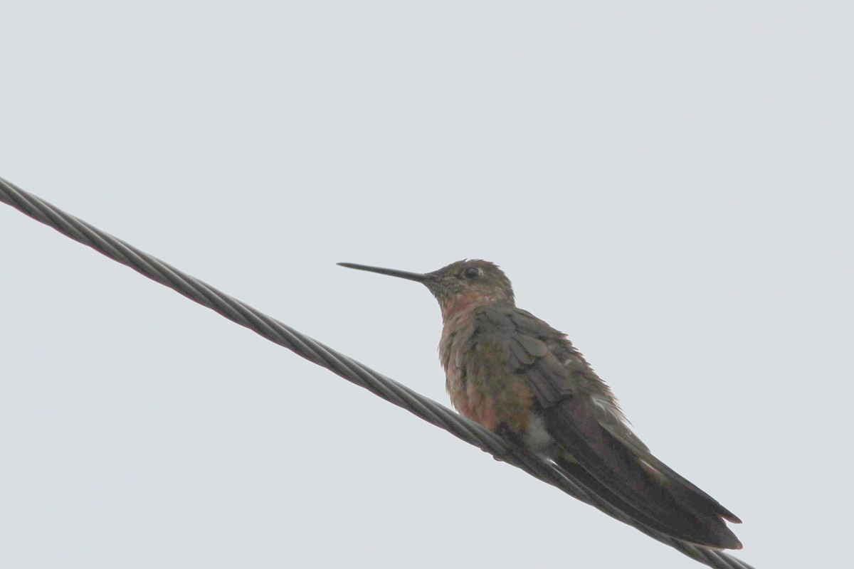 Giant Hummingbird - Gary Leavens