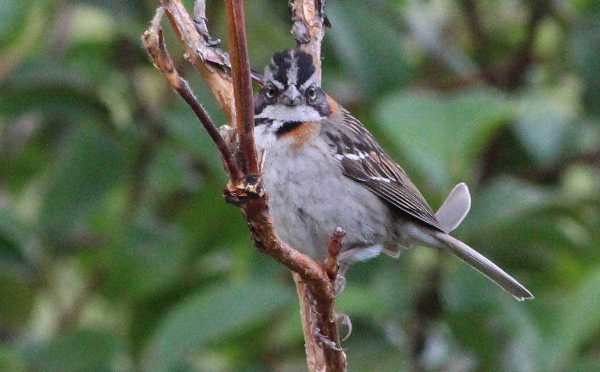 Rufous-collared Sparrow - Gary Leavens