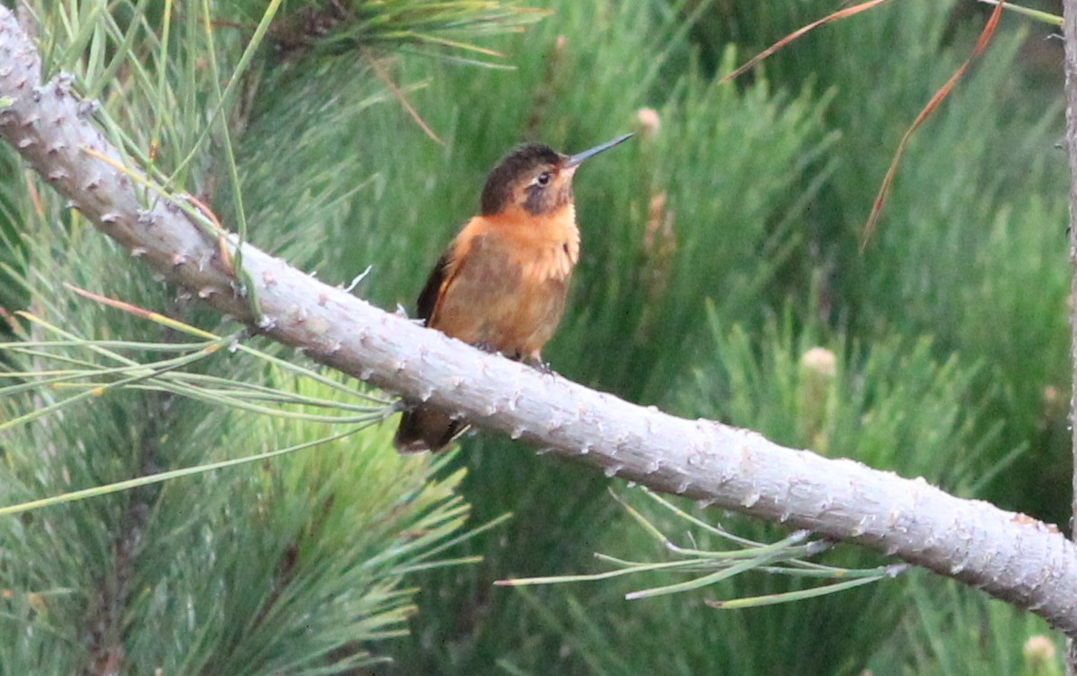kolibřík duhovohřbetý - ML138762021