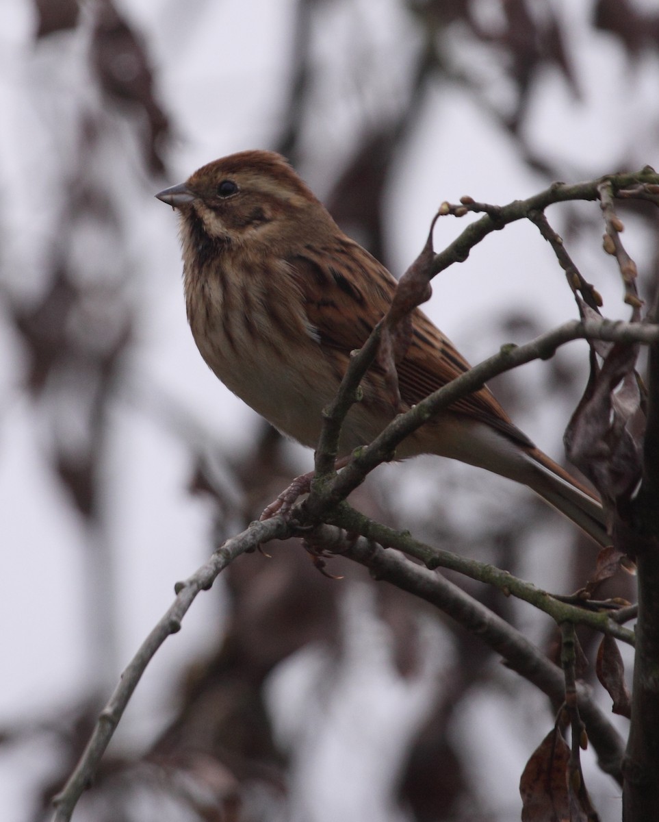Reed Bunting - Andrew Steele