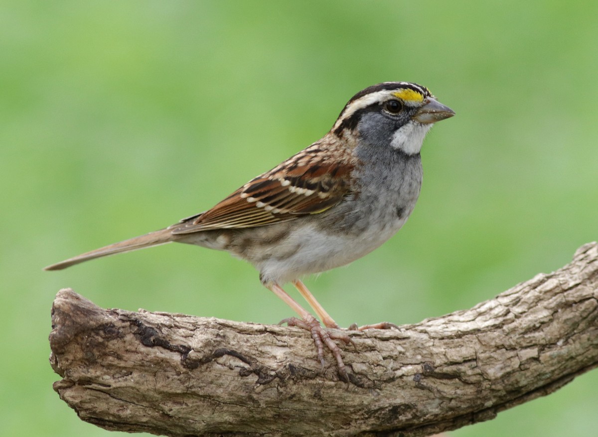 White-throated Sparrow - ML138763061