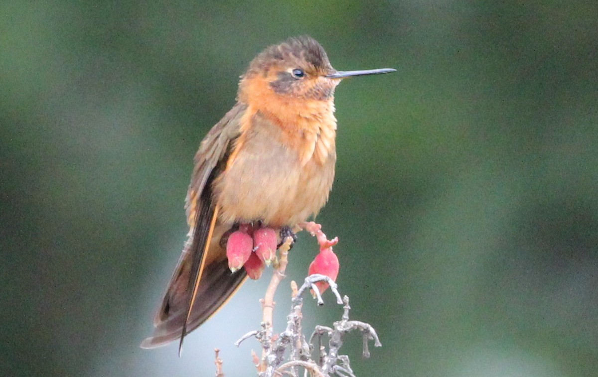 kolibřík duhovohřbetý - ML138763071