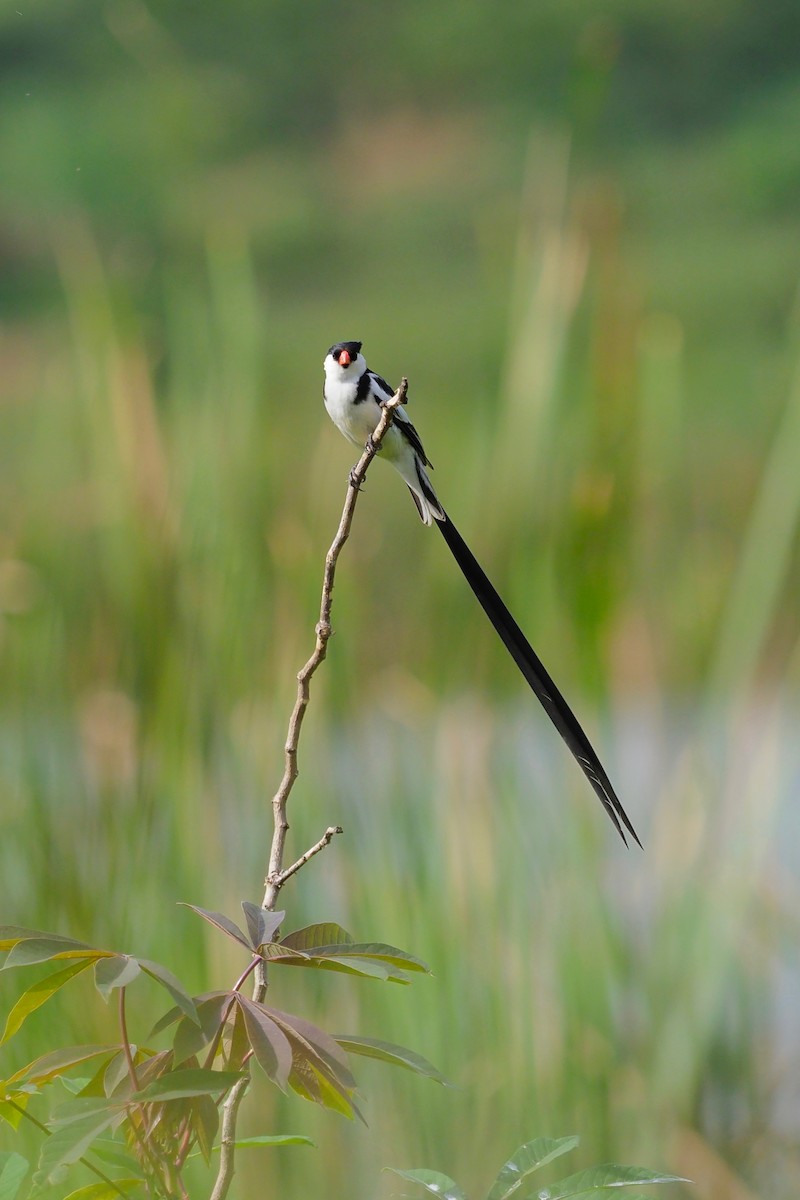 Pin-tailed Whydah - ML138763491