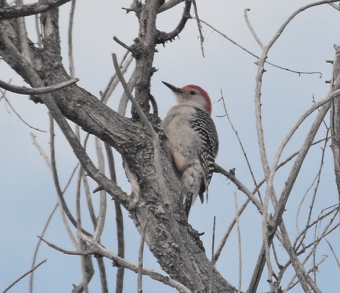 Red-bellied Woodpecker - Brandon K. Percival