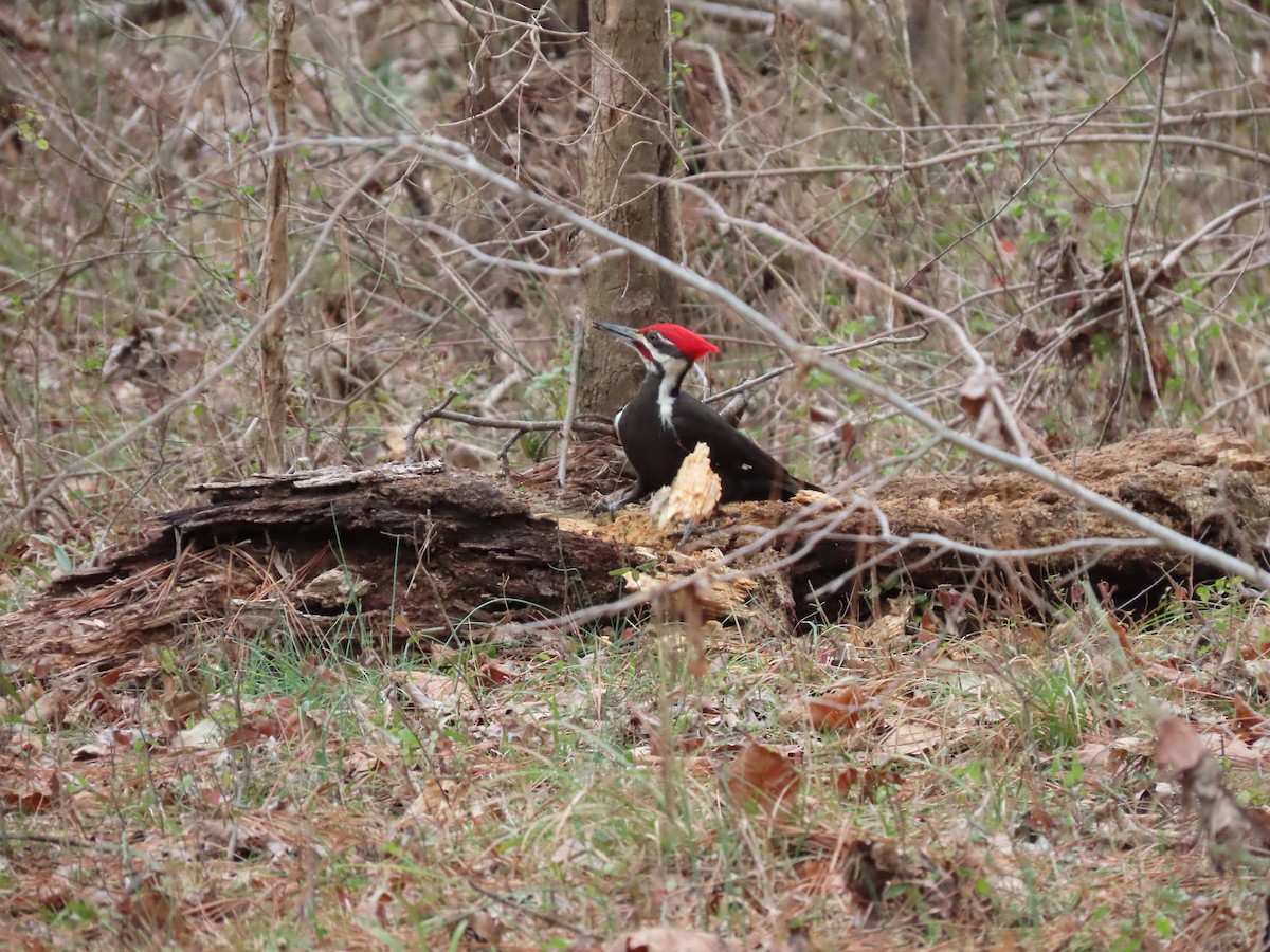 Pileated Woodpecker - ML138767651