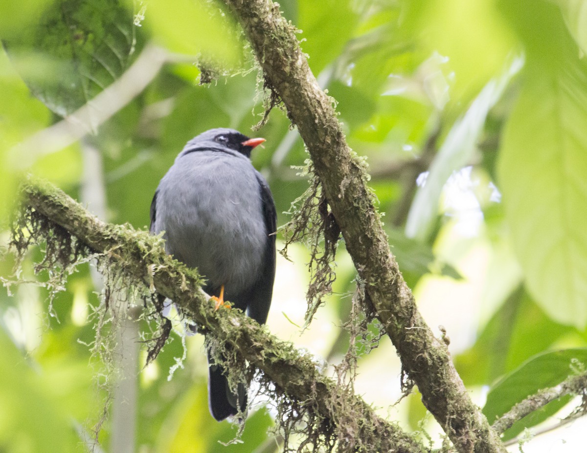 Black-faced Solitaire - ML138768281