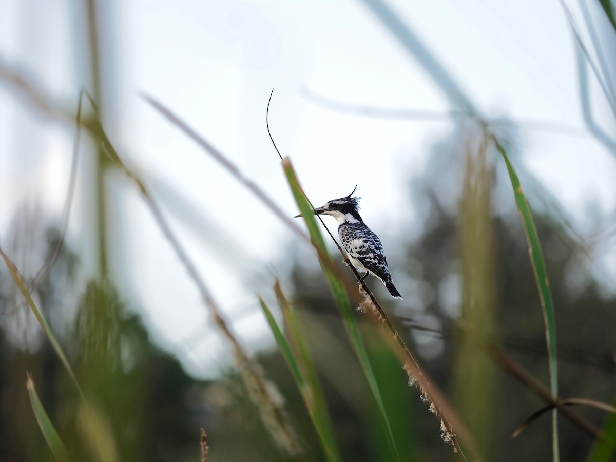 Pied Kingfisher - 宇杰 彭