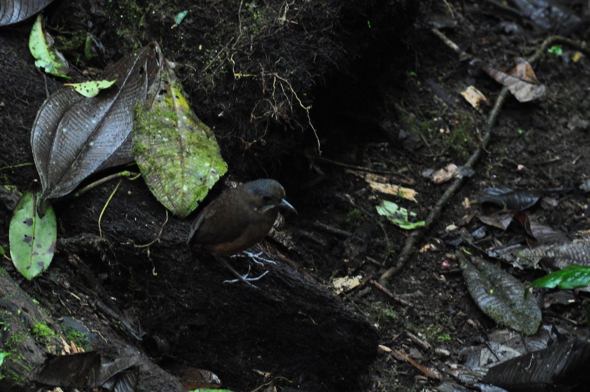 Moustached Antpitta - ML138771791