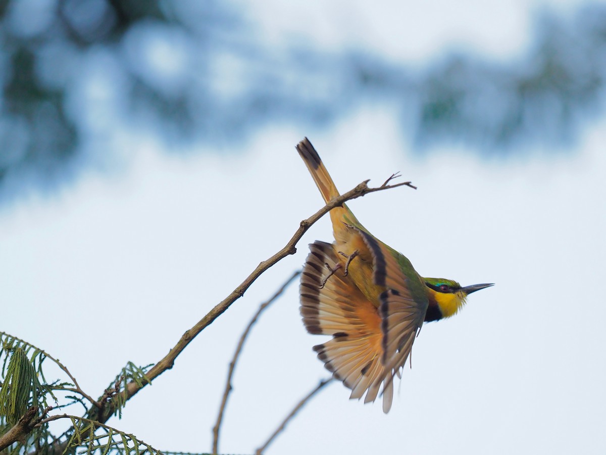 Little Bee-eater - ML138772371