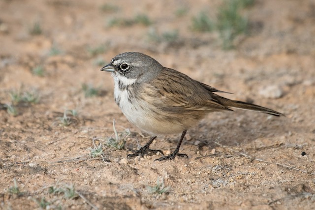 Sagebrush Sparrow