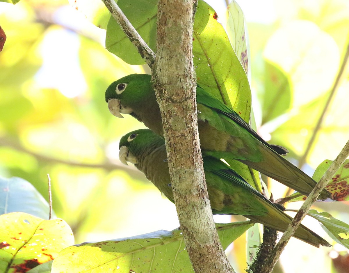Olive-throated Parakeet - Matthew Grube