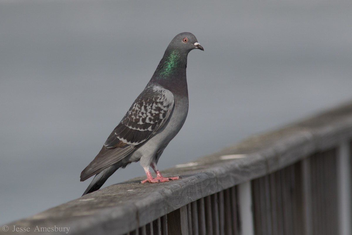 Rock Pigeon (Feral Pigeon) - Jesse Amesbury