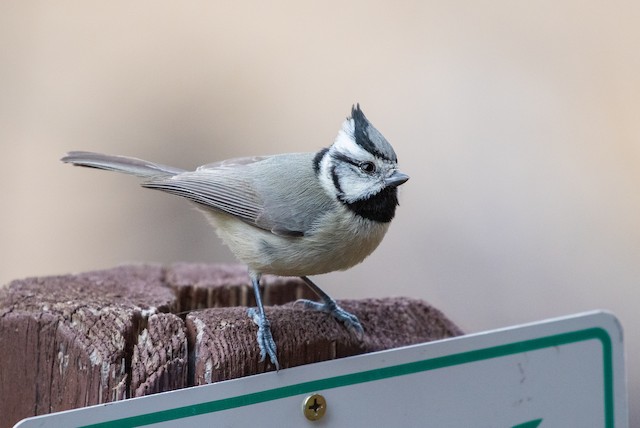 Bridled Titmouse