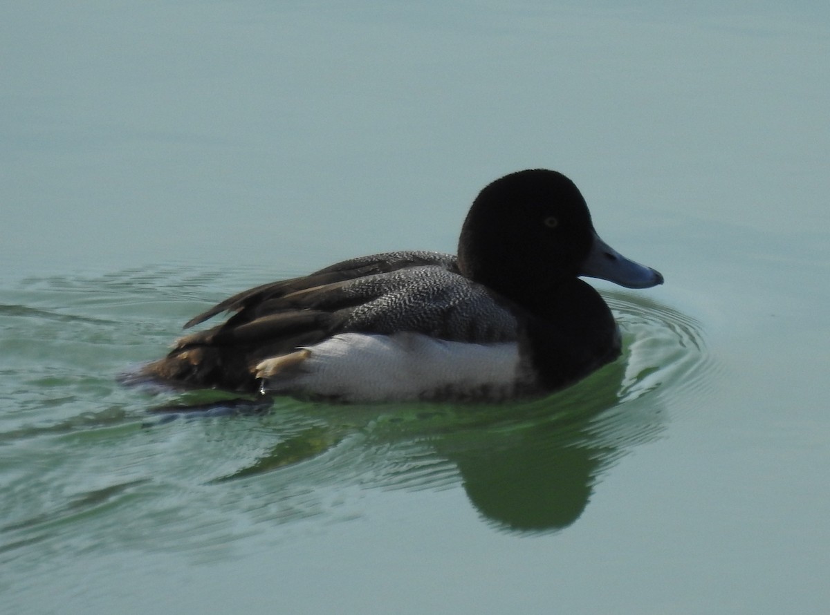 Greater Scaup - David Smith