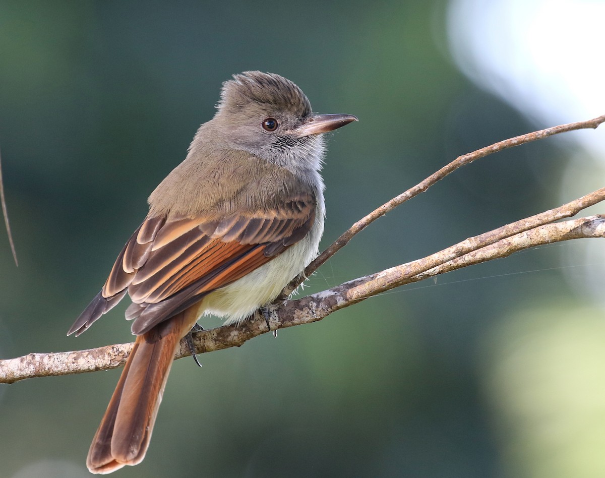 Rufous-tailed Flycatcher - ML138776611