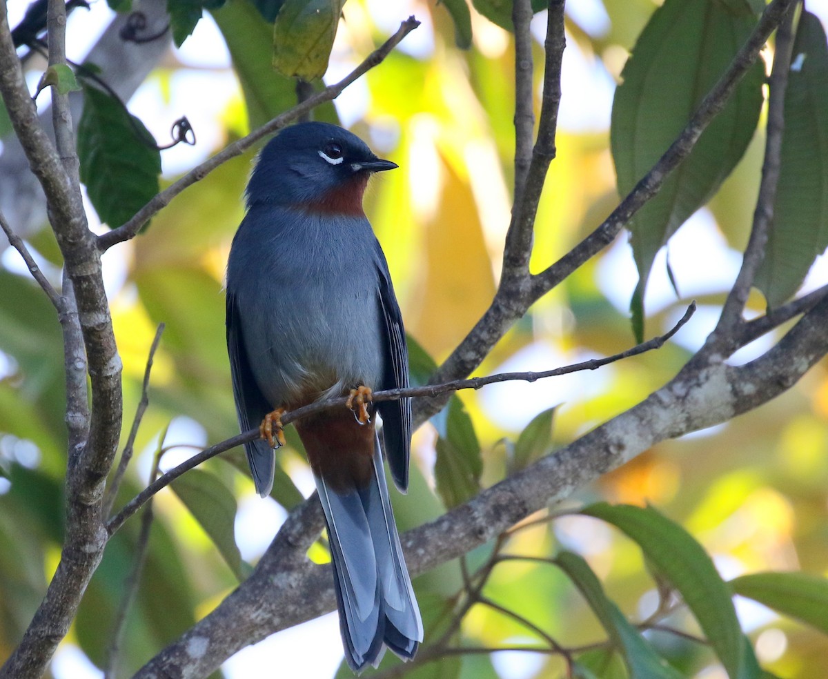 Rufous-throated Solitaire - ML138777161