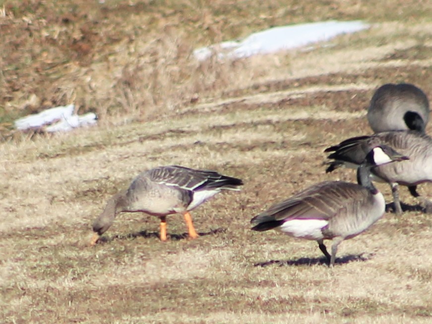 Greater White-fronted Goose - ML138778141