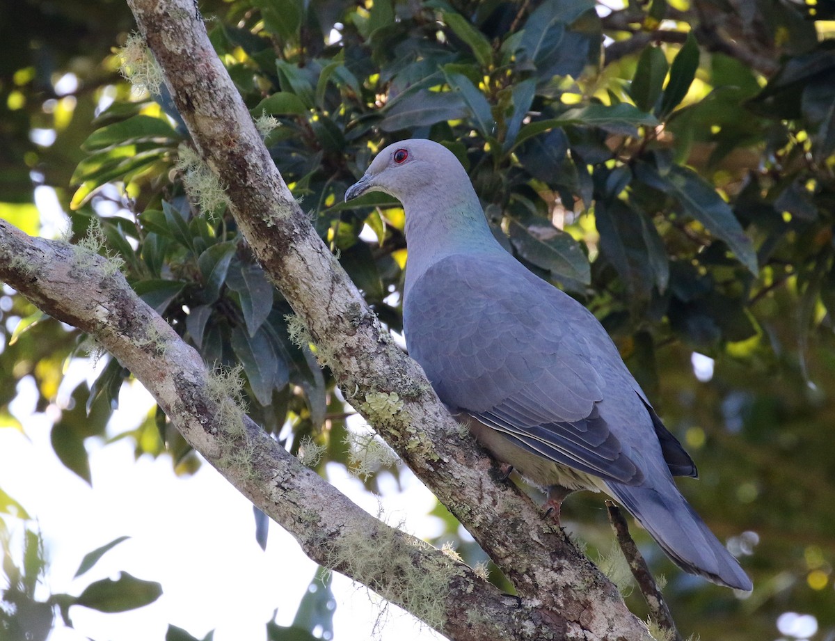 Ring-tailed Pigeon - ML138778431