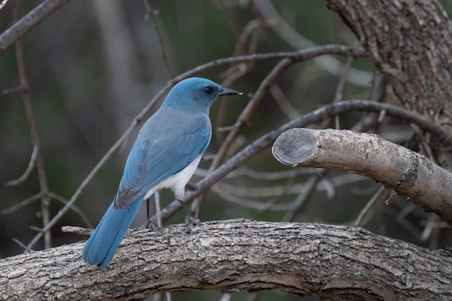 Mexican Jay