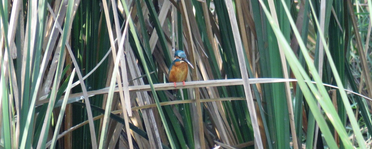 Common Kingfisher - Michel Turcot