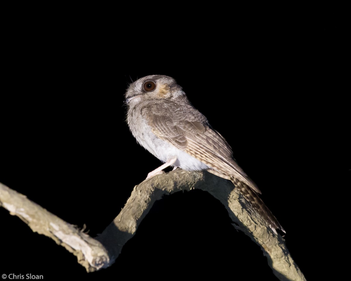 Australian Owlet-nightjar - Christopher Sloan