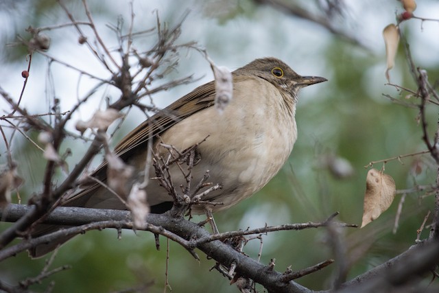 White-throated Thrush