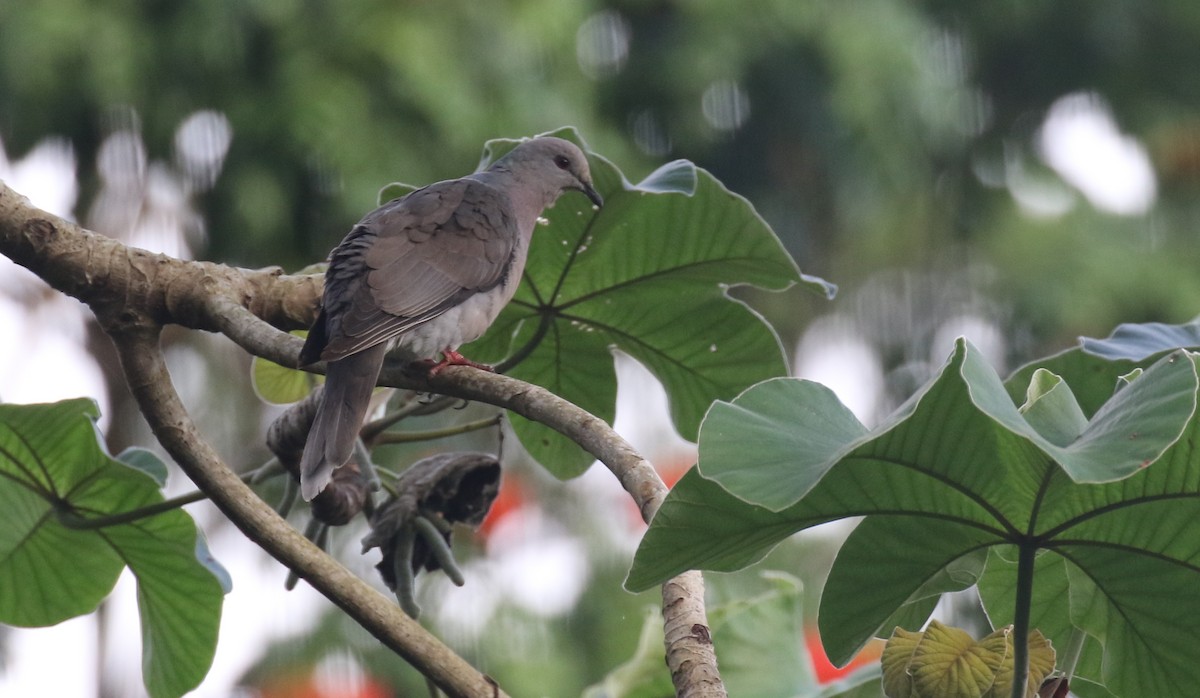 Ring-tailed Pigeon - ML138781451