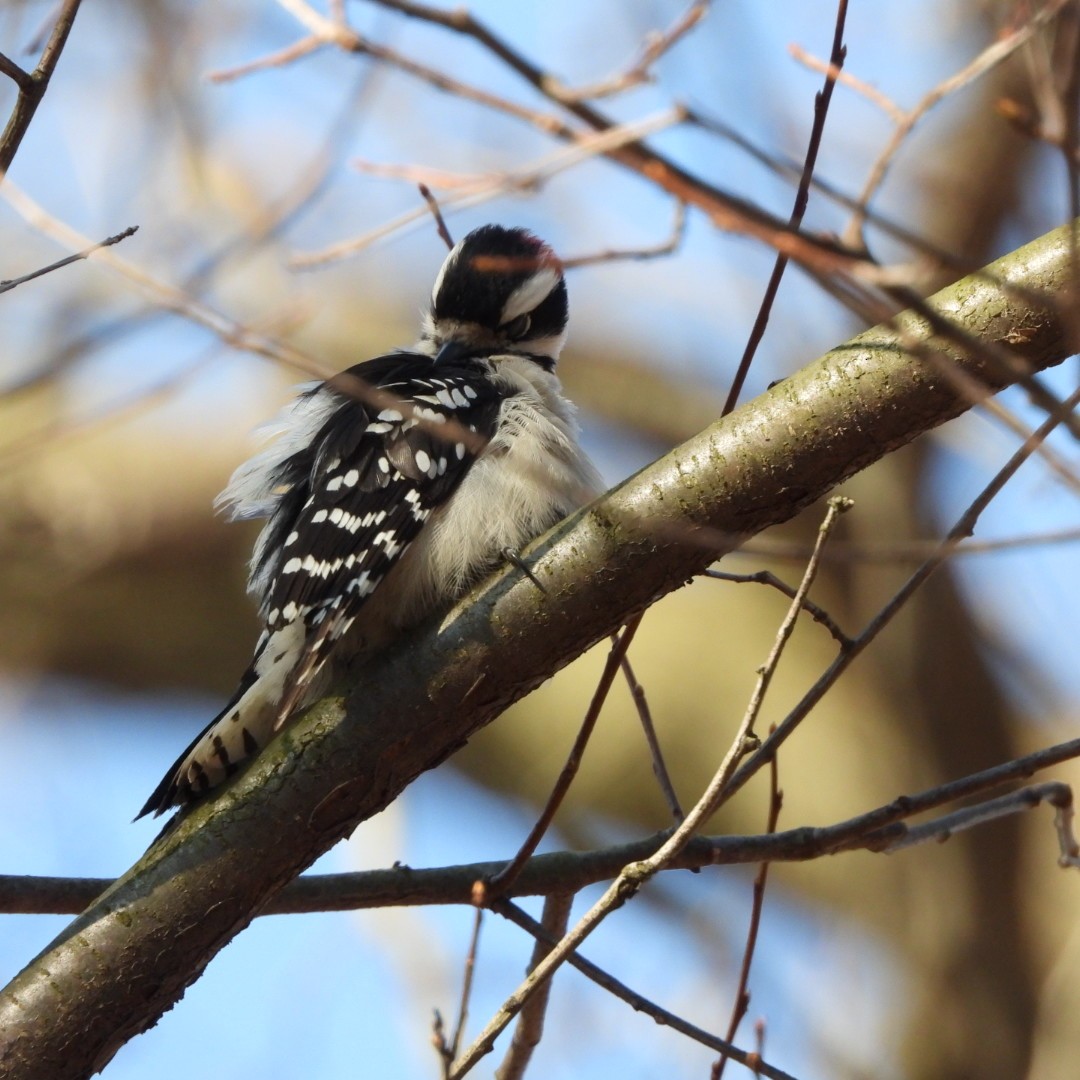 Downy Woodpecker - ML138781761