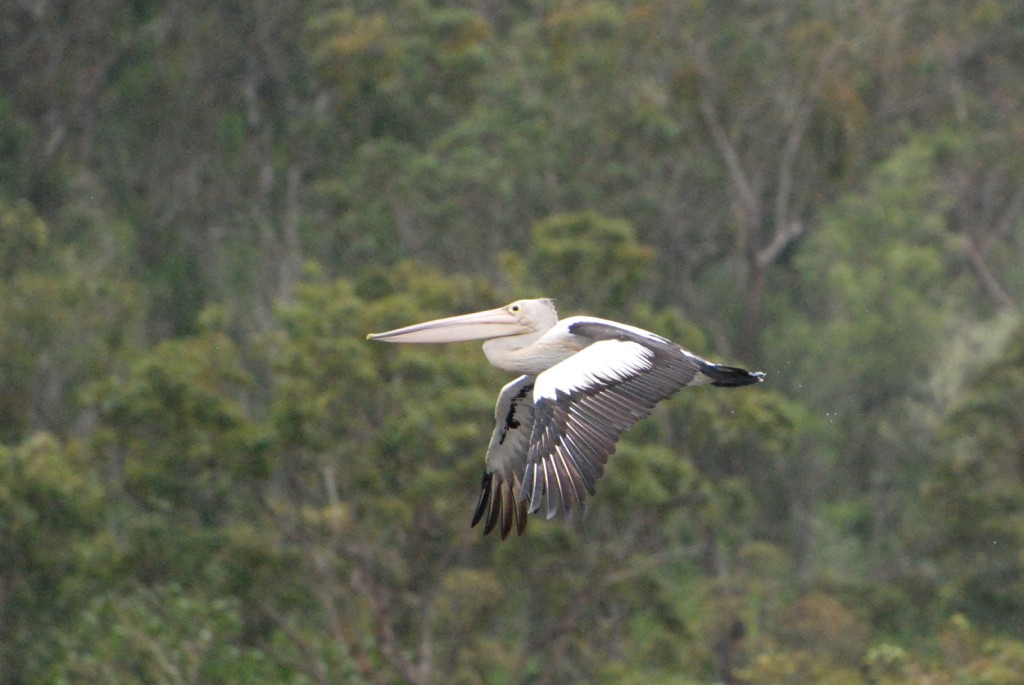 Australian Pelican - Kelly Stanek