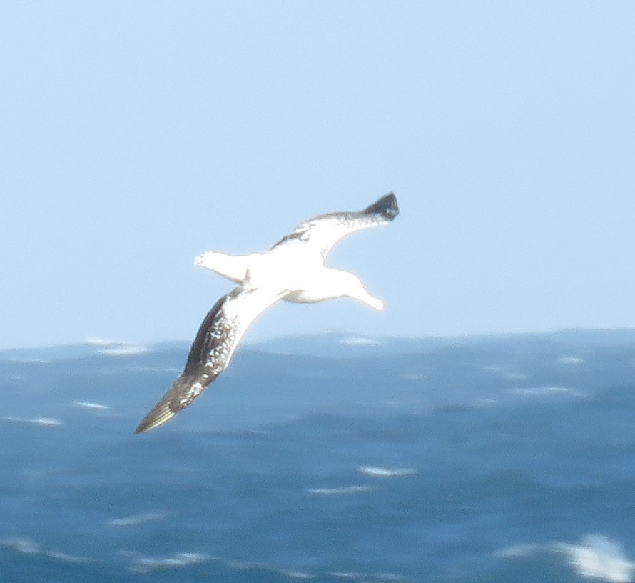 Northern/Southern Royal Albatross - ML138784201