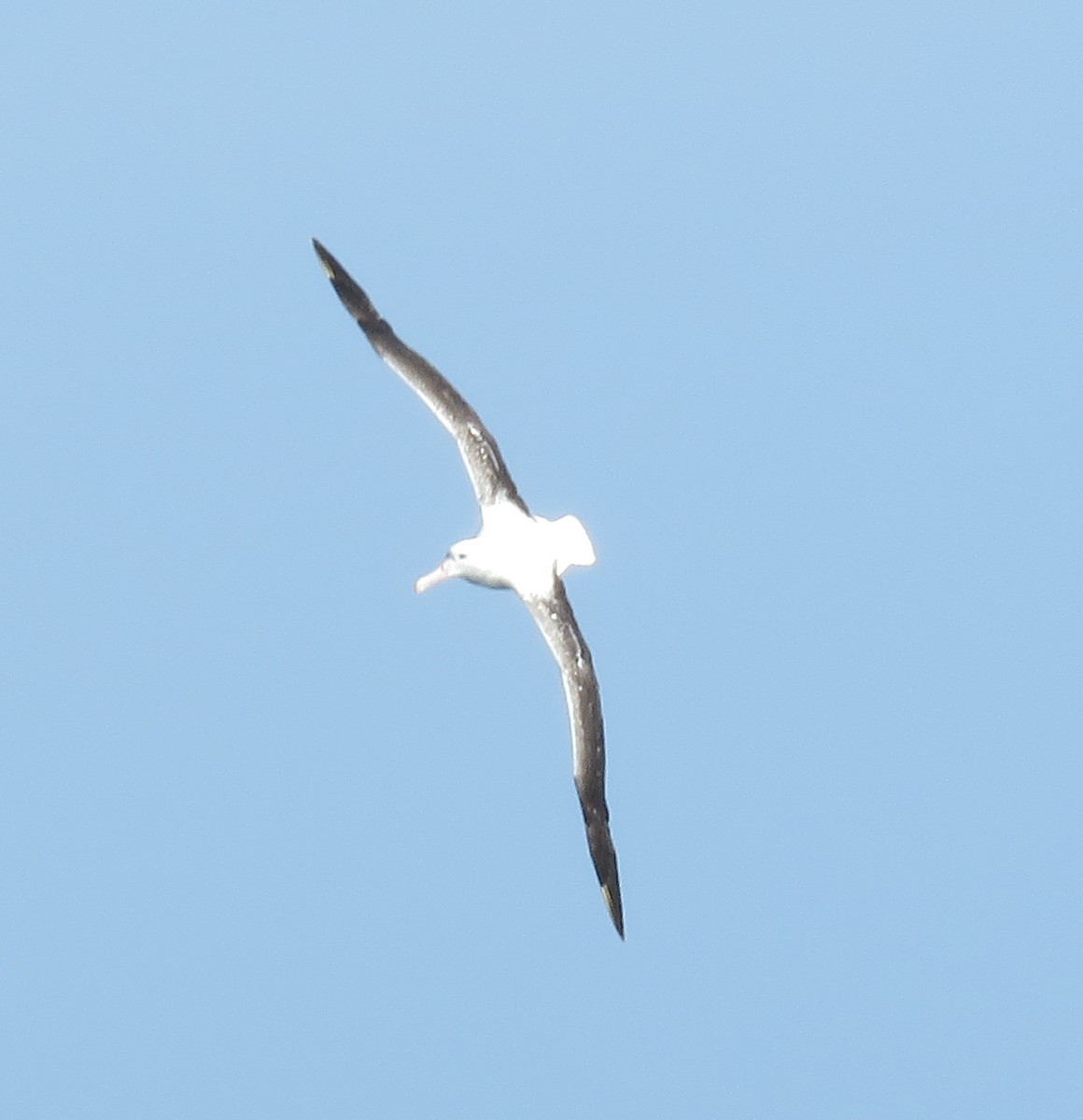 Northern/Southern Royal Albatross - ML138784431
