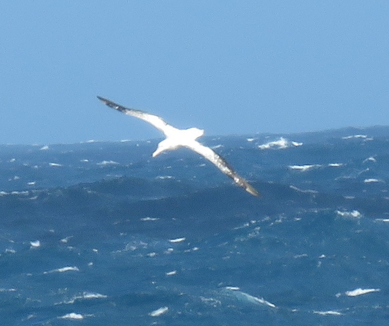 Northern/Southern Royal Albatross - ML138784671