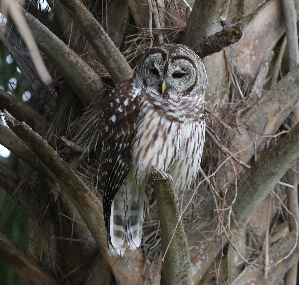 Barred Owl - ML138785101