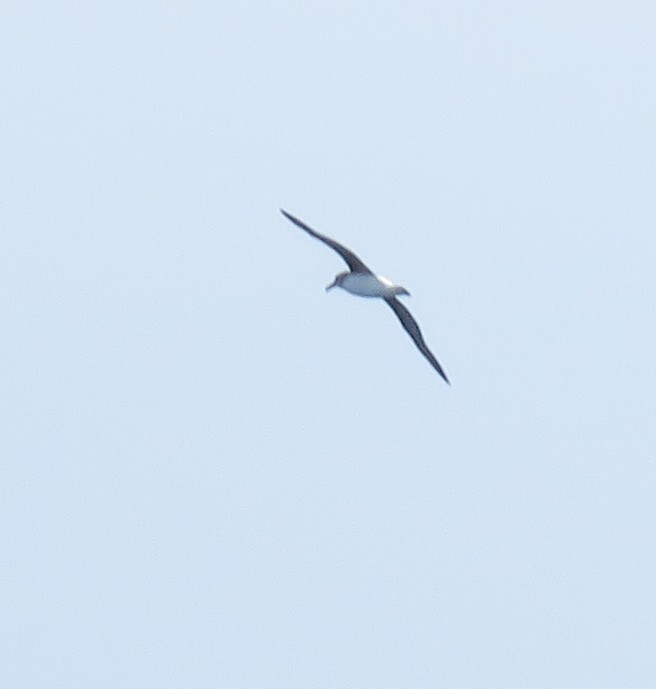albatros šedohlavý - ML138785111