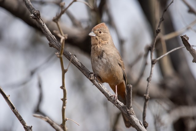 Canyon Towhee