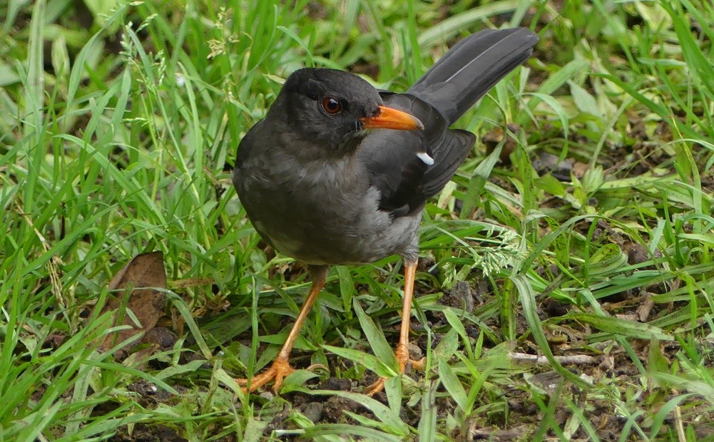 White-chinned Thrush - Suzanne Cholette