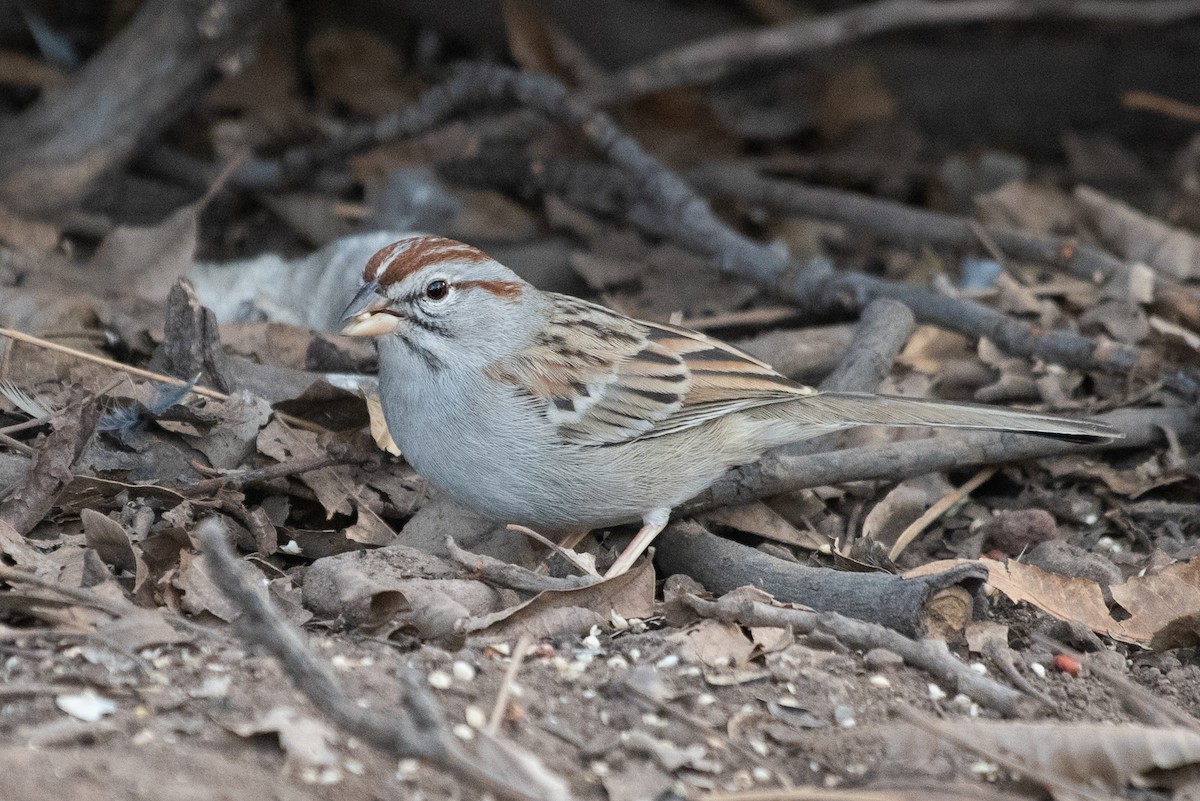 Rufous-winged Sparrow - Adam Jackson