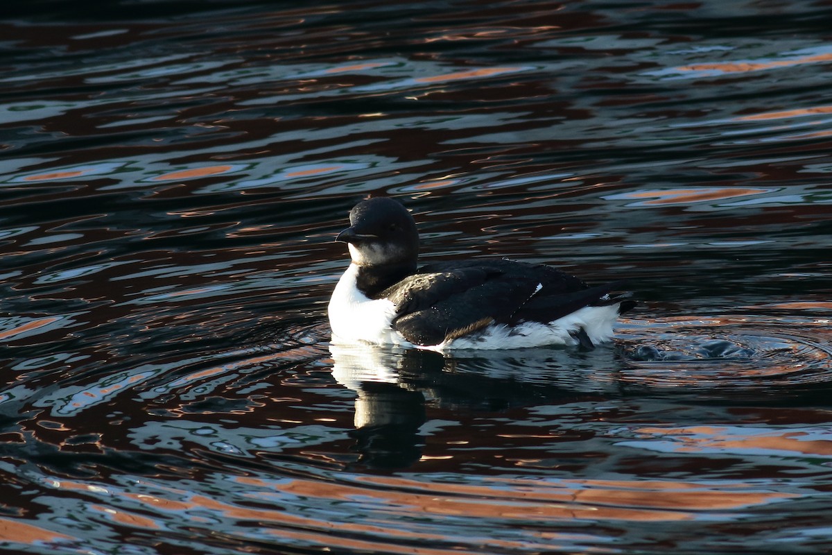 Thick-billed Murre - ML138788281